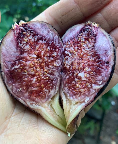 Managing Your Bounty Figs — Home Orchard Education Center