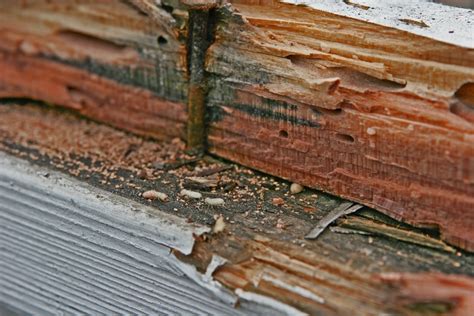 Drywood Termite Control Bugspraycom