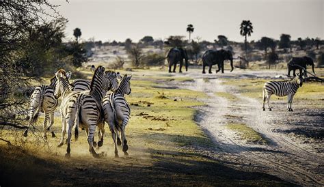 Top 10 Tourist Attractions In Botswana Secret Africa