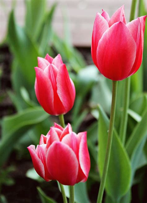 Tulips Spring Flowers · Free Photo On Pixabay