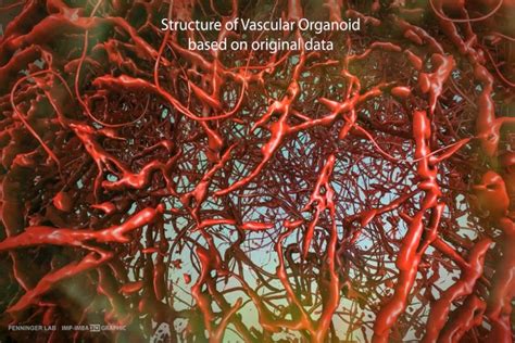 Scientists Have Successfully Grown Human Blood Vessels In A Petri Dish