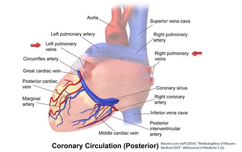 Pulmonary Veins On Cardiac Ultrasound Nephropocus