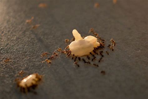 Eliminar formigas da cozinha veja dicas infalíveis para se livrar delas