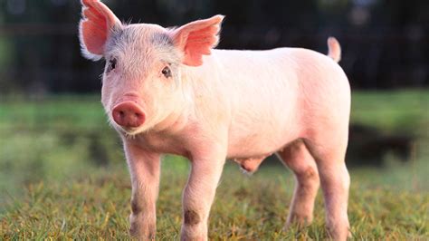 Som Do Porco Criação De Porco Animais Da Fazenda Youtube