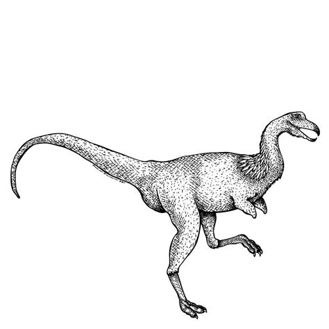 Alvarezsaurus Dinosaur Drawing By Karl Addison Fine Art America