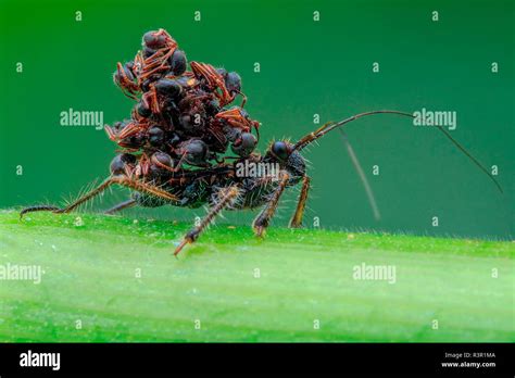 Ant Snatching Assassin Bug Acanthaspis Petax Carrying Ants Corpses
