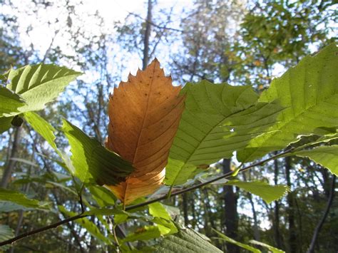 Thorndon Leaves