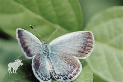 Karner Blue Butterfly Fun Facts — Forest Wildlife