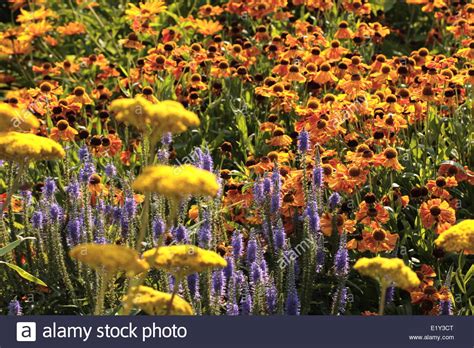 Helenium Waltraut High Resolution Stock Photography And Images Alamy