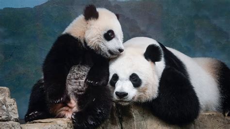 Giant Pandas No Longer Considered Endangered Chinese Officials Say
