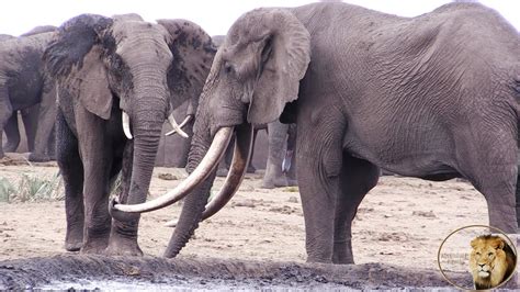 Largest Elephant Tusker In Kruger National Park Nwatindlopfu Youtube