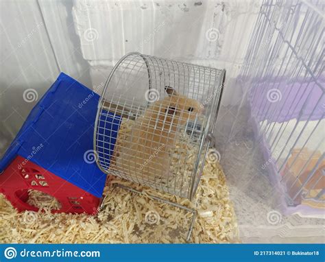 Syrian Hamster In A Rodent Wheel Stock Image Image Of Easter