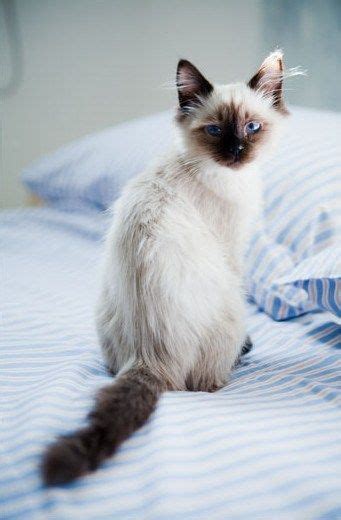 Siamese Cat Ginger British Shorthair