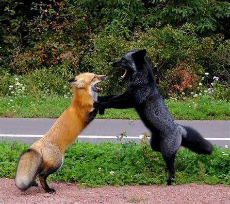 Black Foxes Icredible Extremely Beauty Rare Photography