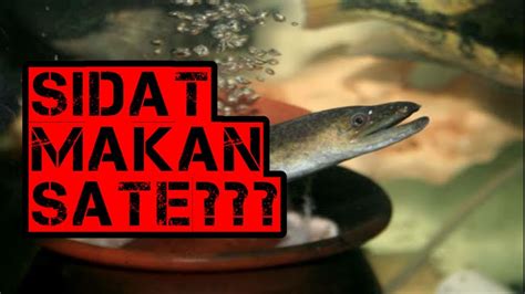 Ikan Sidat Memberi Makan Ikan Sidat Eel Feeding Time Youtube