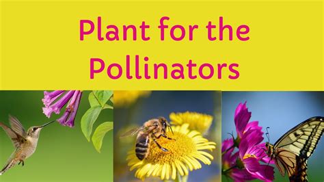 Plant For The Pollinators Youtube