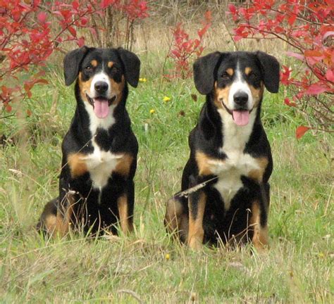 Entlebucher Mountain Dog History Personality Appearance Health And