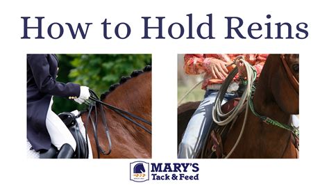 How To Hold Reins Marys Tack And Feed