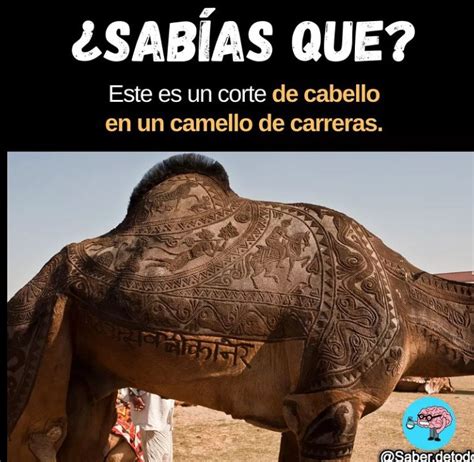 Top Memes De Camello En Español Memedroid
