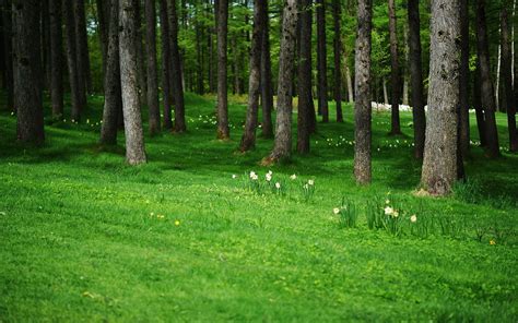 The Clearing Лесные обои Обои с узором из деревьев Зеленые деревья