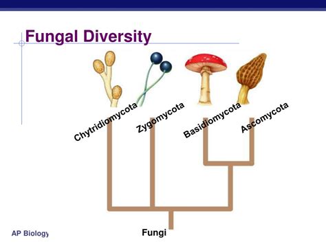 Ppt Kingdom Fungi Powerpoint Presentation Free Download Id1429463