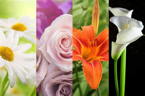 What Does Your Favorite Flower Say About You