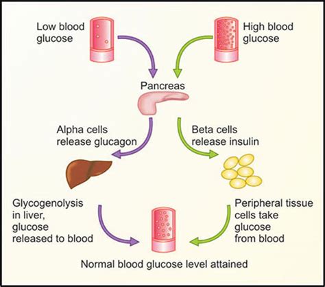 How Blood Sugar Can Impact Hormonal Health In Teens Bioteen Health