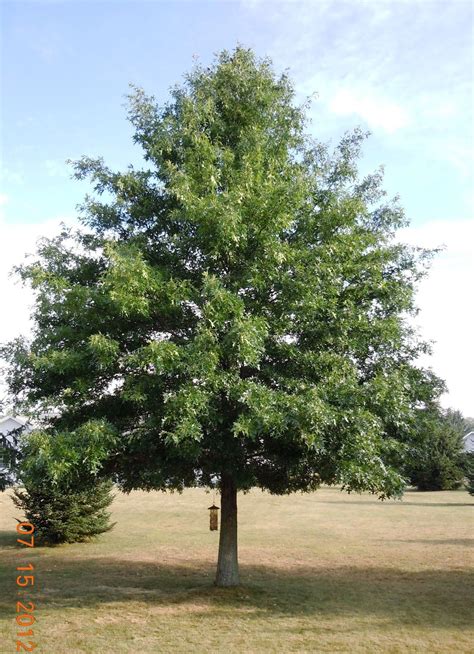 Pin Oak Tree Is A Gorgeous Very Large Tree That Keeps Its Leaves On