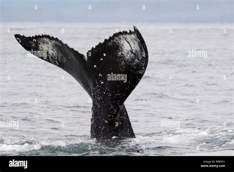 Humpback Whale Megaptera Novaeangliae Southeast Alaska Stock Photo Alamy