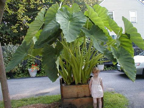 Elephant Ear Plant Alocasia Over Winter Indoors For
