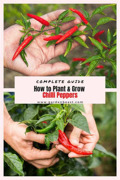 Grow Your Own Chillies Easy And Simple Tips Chilli Plant Chilli