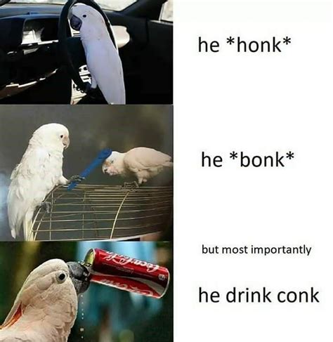 39 Birb Memes Thatll Make You Coo With Pleasure Funny Parrots Funny