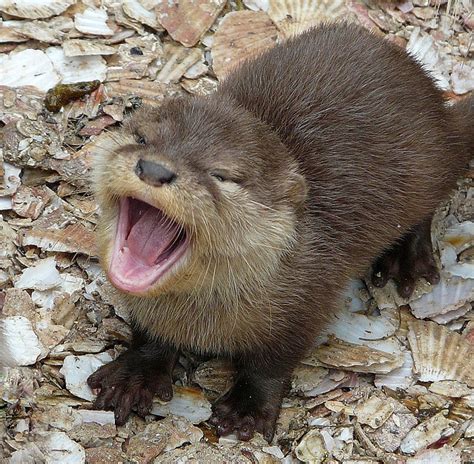Cute Wee Otter Otters Cute Cute Baby Animals Baby Otters
