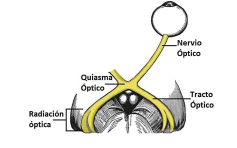 Sistema Nervioso Central Conexiones Entre Neuronas Son Conocidas Como