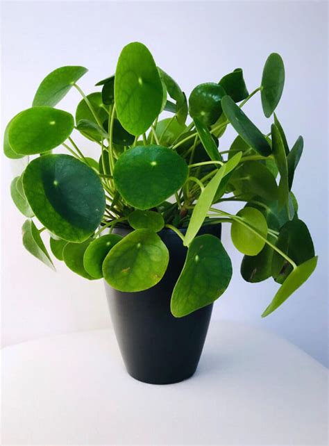 It is usually used to show the price of a small good or used in money calculation. Pilea Peperomioides - Table Top - Indoor Plants | Plantshop.me