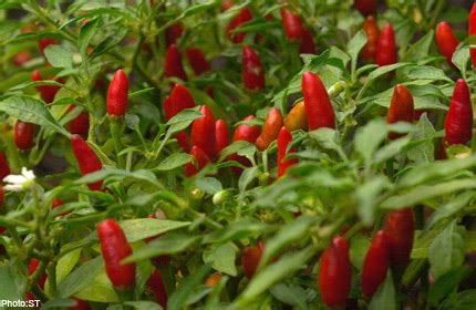 Yellow and especially green chilies (which are essentially unripe fruit) contain a considerably lower amount of both substances. Woman jailed for inserting chilli padi into girl's private ...