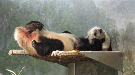 Baby Panda Pooping While Sleeping Youtube