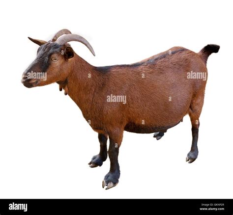 Goat Domesticated Brown Color Stock Photo Alamy