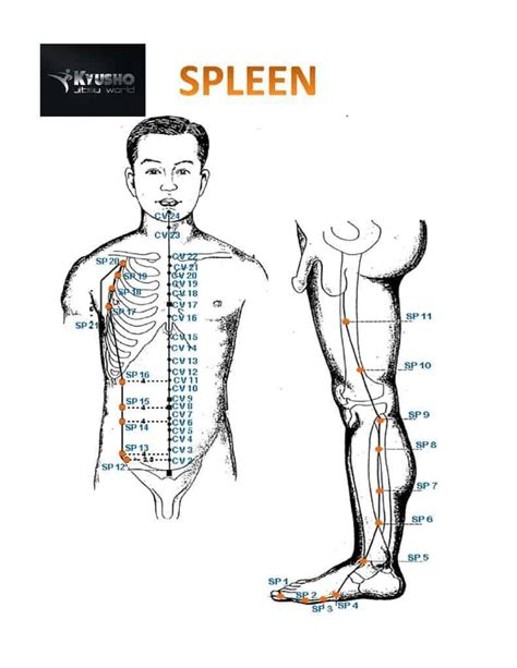 A Detailed Explanation Of Pressure Point Spleen 6 Which Is Also