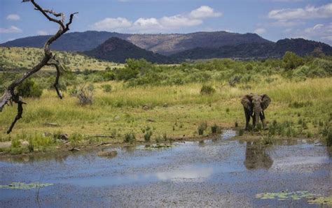 Discover Pilanesberg National Park Among Southern Africas Fascinating