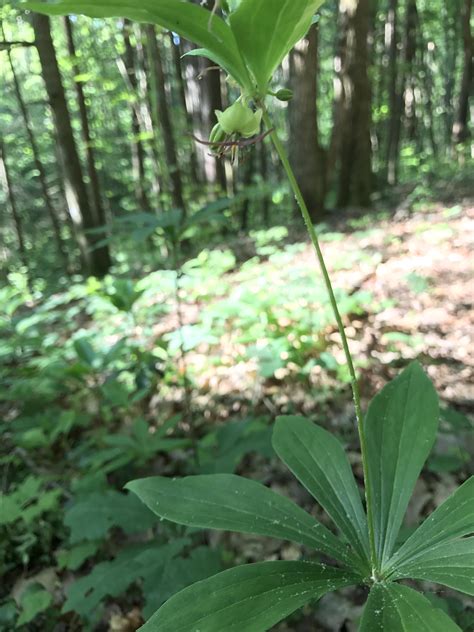 7 Leaved Plant With Little Flower Under The Top Leaves Eastern Us Zone