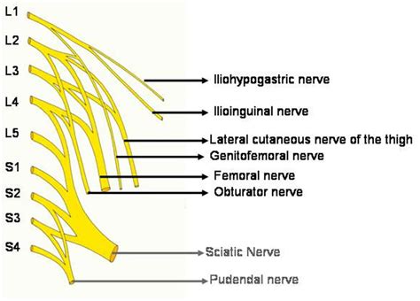 Lumbar Plexus Nerve Block