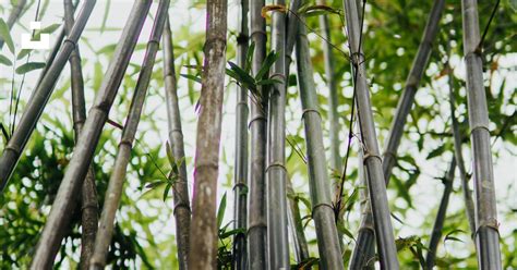 Green Bamboo Trees During Daytime Photo Free Bamboo Image On Unsplash