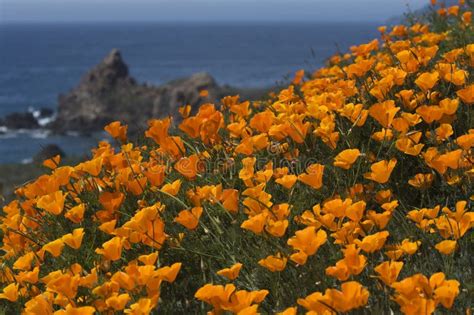 California Coast In Spring With Golden Poppies Blooming Near Big Sur