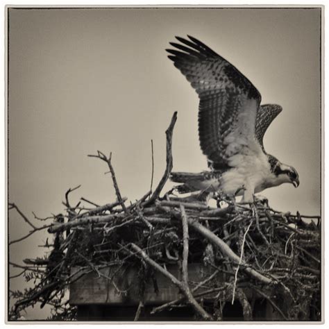 Liftoff Osprey At Nest Shutterbug