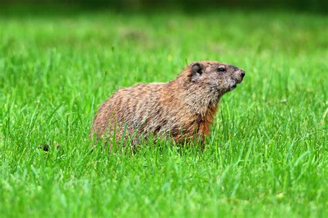 Alexandria Groundhog Removal, Groundhog Control | Alexandria Wildlife Removal