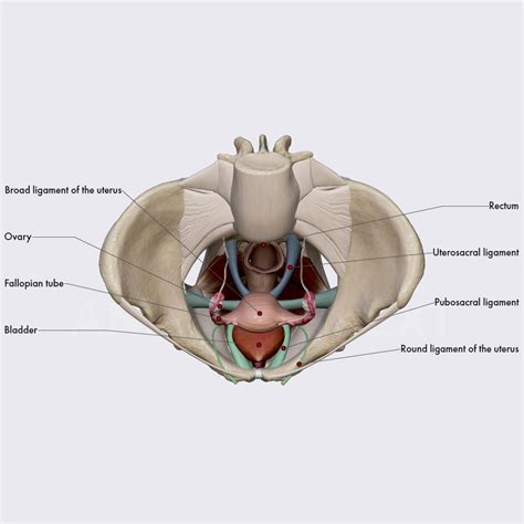 Ligaments Of Uterus Obstetric Anatomy Organ Systems Anatomy App