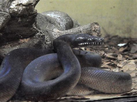 Bothrochilus Albertisii Dalberts Python In Zoos