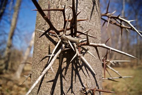 Thorns On Tree Smithsonian Photo Contest Smithsonian Magazine