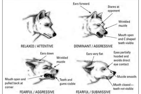 Dog Ear Position Chart Dog Ear Position Meaning